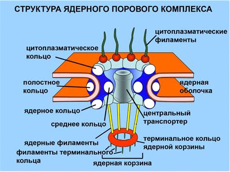 Процесс передачи и перемещения генетической информации через ядерные поры