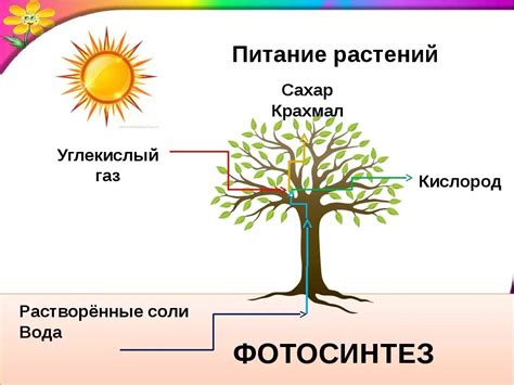 Процесс питания растений: как они получают необходимую энергию для жизнедеятельности