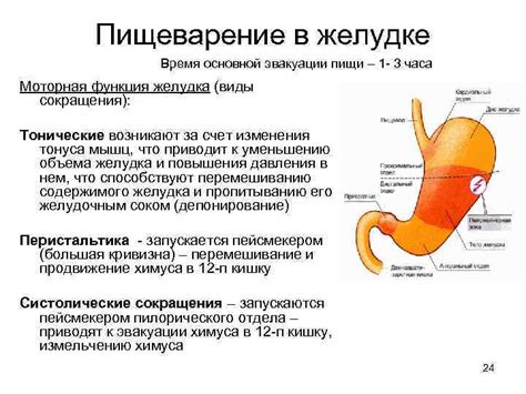 Процесс разделения сахаров в желудке