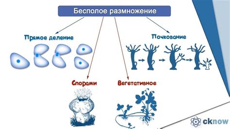 Процесс размножения микроскопических бобов и его зависимость от факторов окружающей среды