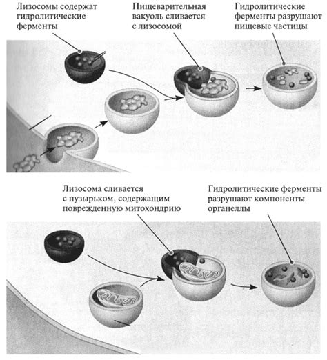 Процесс усвоения и разделения веществ во внутриклеточных органеллах