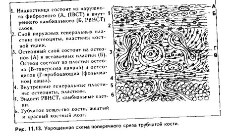 Процесс формирования костной структуры у различных видов животных: от первых шагов к зрелости