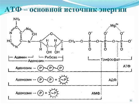 Процесс формирования основного источника энергии - АТФ