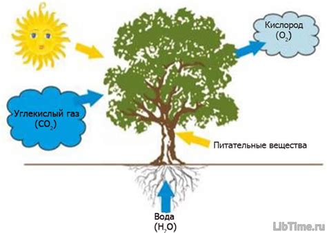 Процесс фотосинтеза без участия углекислого газа