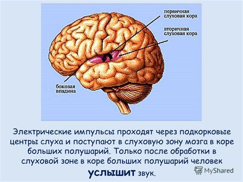 Психологические осмысления видений с "органом слуха" в "жидкости жизни"