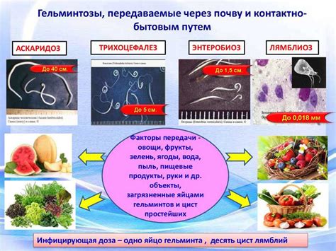 Пути заражения глистами и их распространение