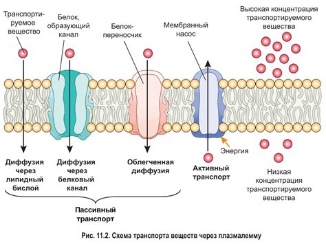 Пути обмена газов через клеточные мембраны