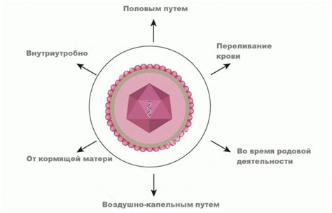 Пути передачи герпеса и гепатита C