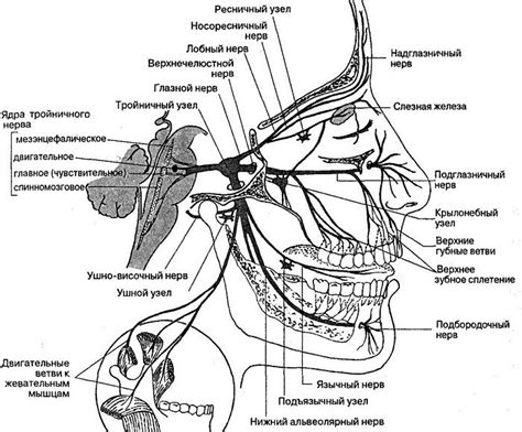 Путь тройничного нерва от черепа до лица и шеи