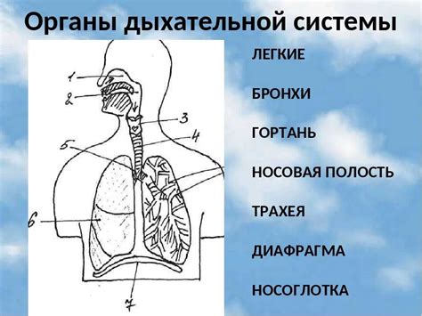 Работа дыхательной системы при применении фильтрирующих противогазов