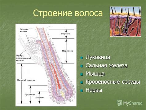 Развитие волосяных фолликул на разных частях тела