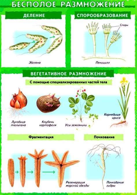 Развитие и распространение растений: процессы, значимость и механизмы