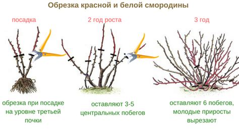 Раздел: Возможность самостоятельной обрезки смородины до корня