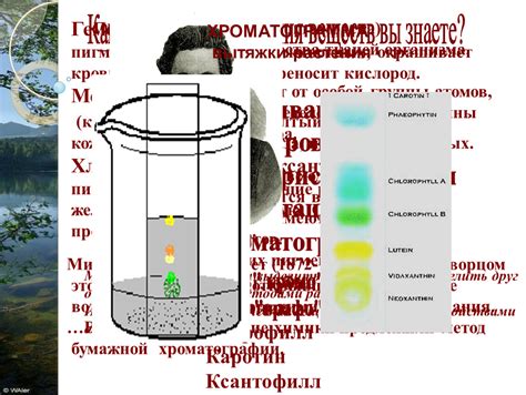 Разделение пигментов во время развития