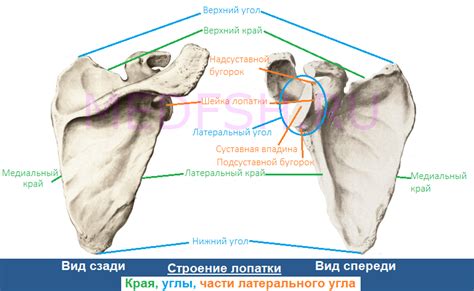 Различия в расположении лопатки слева у различных людей