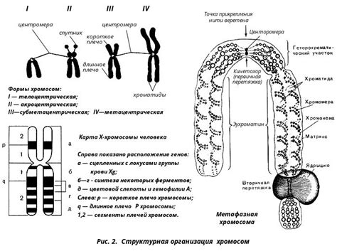 Различия в структуре и организации разных типов хромосом