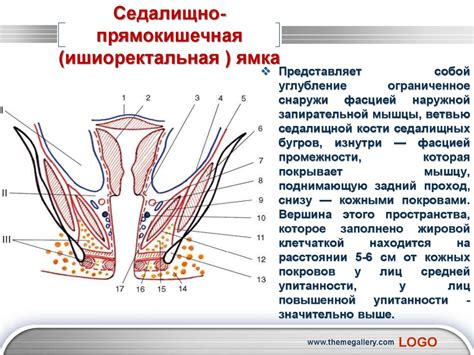 Различия между писькой и промежностью