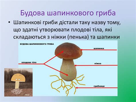 Размер пенька гриба: важный фактор выживания