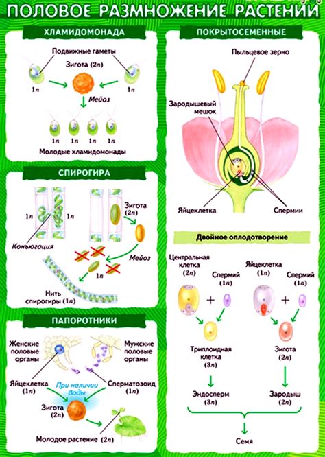 Размножение и половое развитие у клеток спирогиры и растений