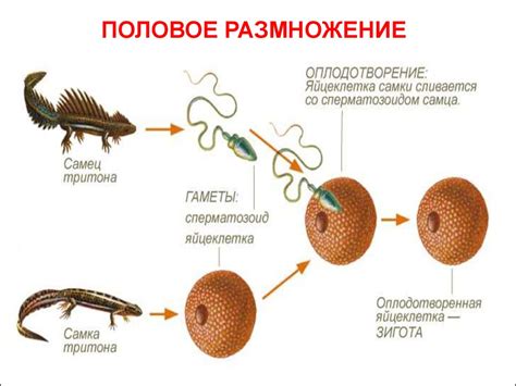 Размножение и потомство