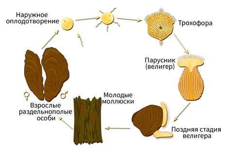 Размножение и развитие древних лесных хранителей