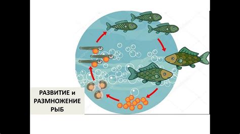 Размножение и развитие рыбы снежной