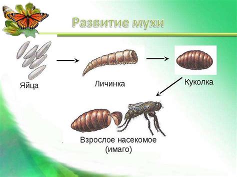 Размножение насекомых в теплую погоду