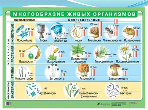 Разнообразие анаэробных организмов и их значимость в природе