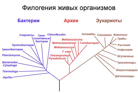 Разнообразие иерархий в биологии