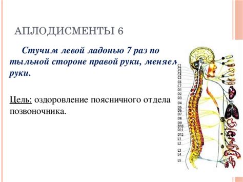 Разнообразие органов на левой стороне поясничного отдела