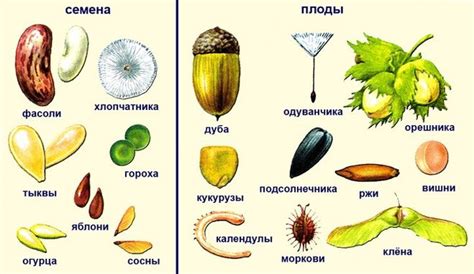 Разнообразие пищи: от насекомых до плодов растений