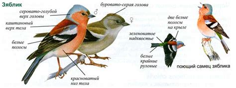 Разнообразие повадок различных видов полетных существ: особенности и отличия