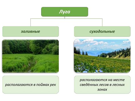 Разнообразие природы: богатство растительного и животного мира