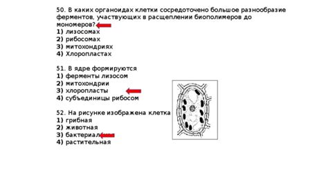 Разнообразие ферментов, активно участвующих в расщеплении различных веществ в окружающей среде