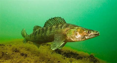 Разнообразные водоемы для успешной рыбалки осеннего судака