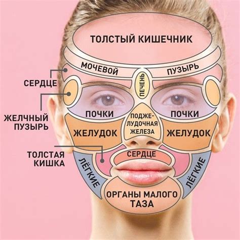 Разнообразные зоны, где обитают «стражи здоровья» нашего лица