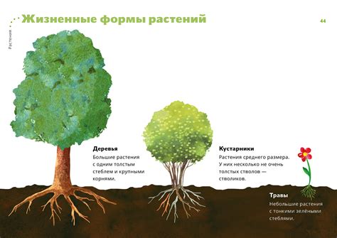 Разнообразные формы и размеры растений