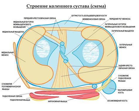 Разнообразные функции гиалинового хряща в составе коленного сустава