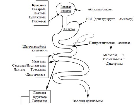 Разщерение крахмала на глюкозу в кишечнике