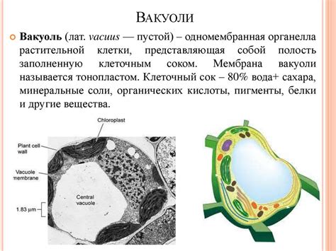 Разъяснение понятия "сократительные вакуоли" и состав их структуры