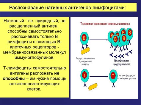 Распознавание амарантного аромата: механизм действия