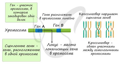 Расположение генов с различными вариантами наследственной информации в организме человека