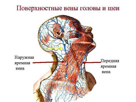 Расположение головы и шеи: значимые факторы для поддержания прекрасного вида ресниц