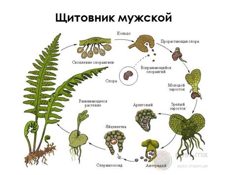 Расположение спорангиев: существенная характеристика у семенных растений