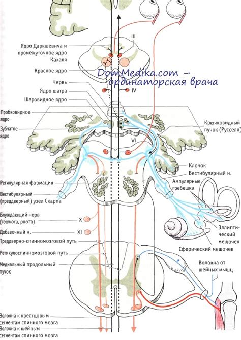 Расположение центра дополнительного ядра нерва, контролирующего движения глаз