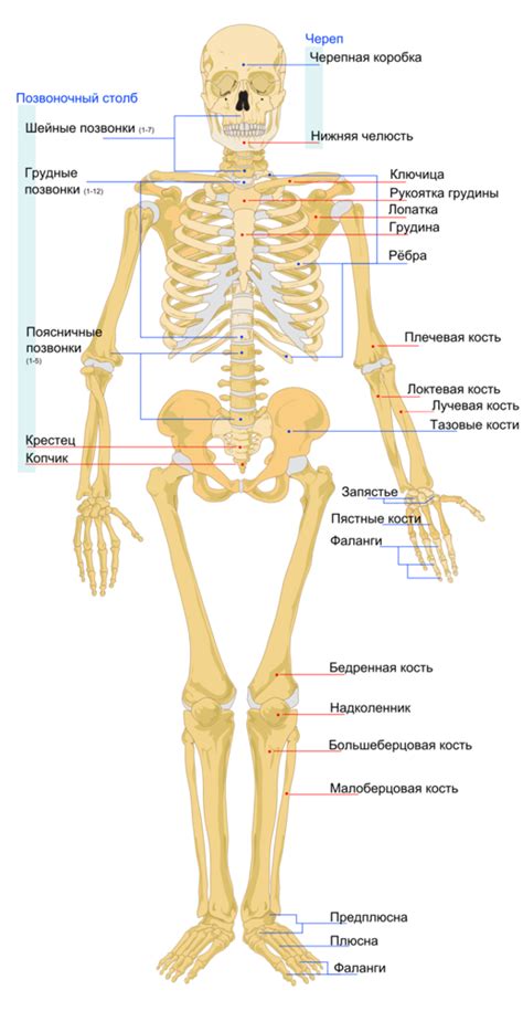 Распределение жесткой основной структуры скелета