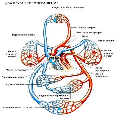 Распределение нервных окончаний в кровеносной системе и особые случаи