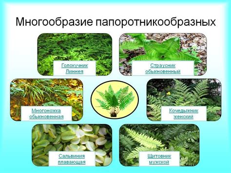 Распределение побегов папоротников в природе: взаимосвязь с окружающими условиями