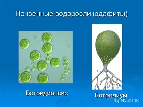 Распространение водорослей и растений в зависимости от интенсивности солнечного освещения