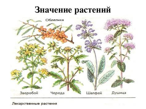 Распространение и видовое многообразие лавровых растений на территории РФ.